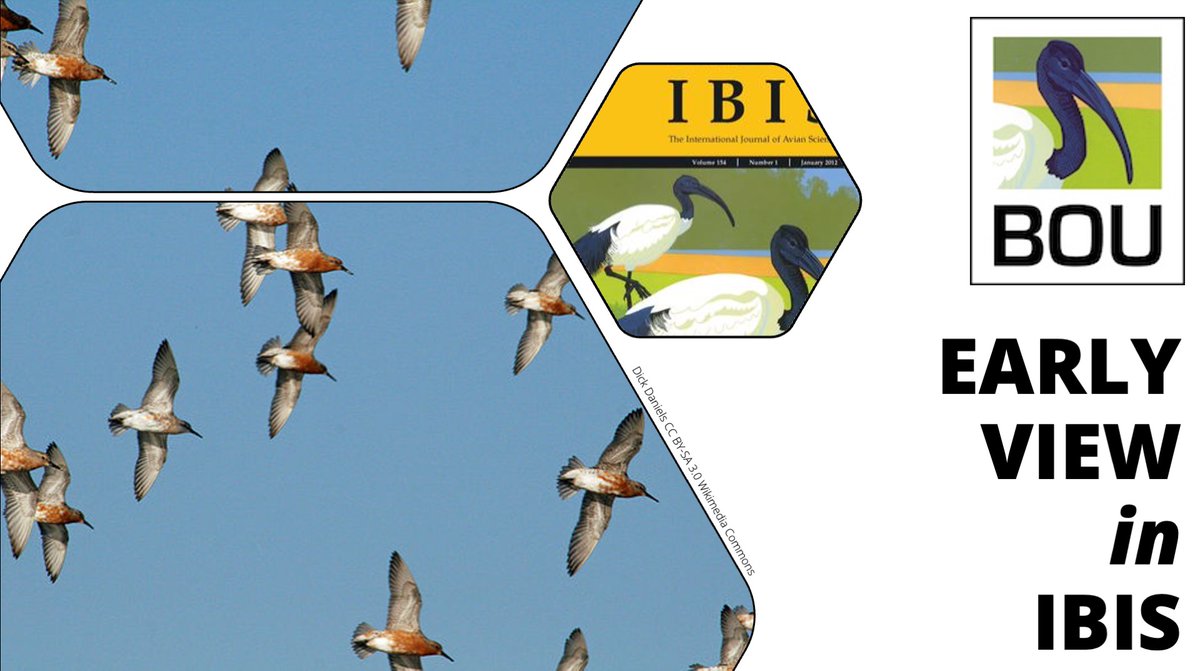 EARLY VIEW in @IBIS_journal When slow explorers are fast: Personality-related differences in timing of migration in Red Knots (Calidris canutus) | onlinelibrary.wiley.com/doi/abs/10.111… Selin Ersoy, Ton G. G. Groothuis, Theunis Piersma @AllertBijleveld | #ornithology