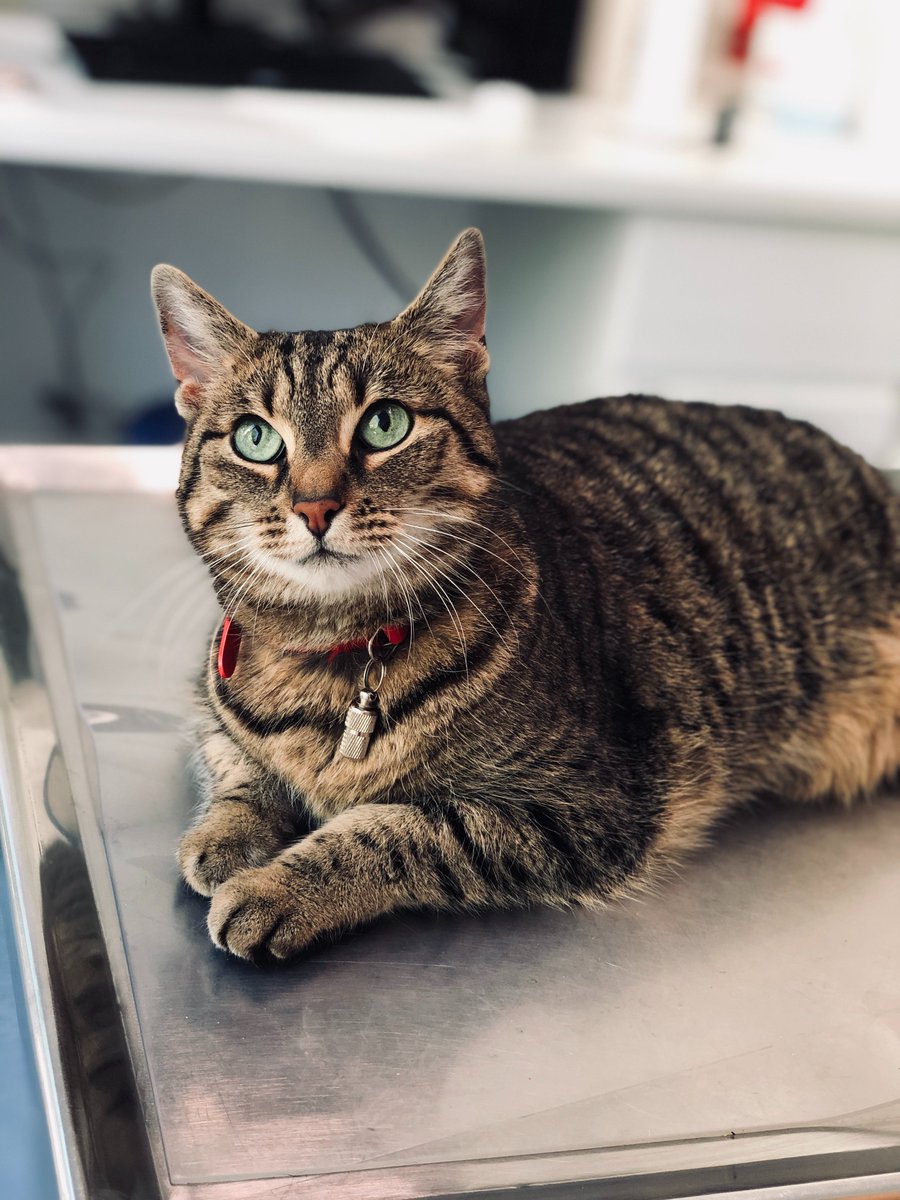 helendram's tweet photo. Sweet.

#funnycats #catslovers #cats_of_day #catselfie #catsdaily  #catsanddogs  #catslove #usacatlovers #catloversclub #catloversworld #catloversday #catloverxoxo #catloverscommunity #catloverforever #Selen #Ukraine #Niji https://t.co/RRazLWCwqV