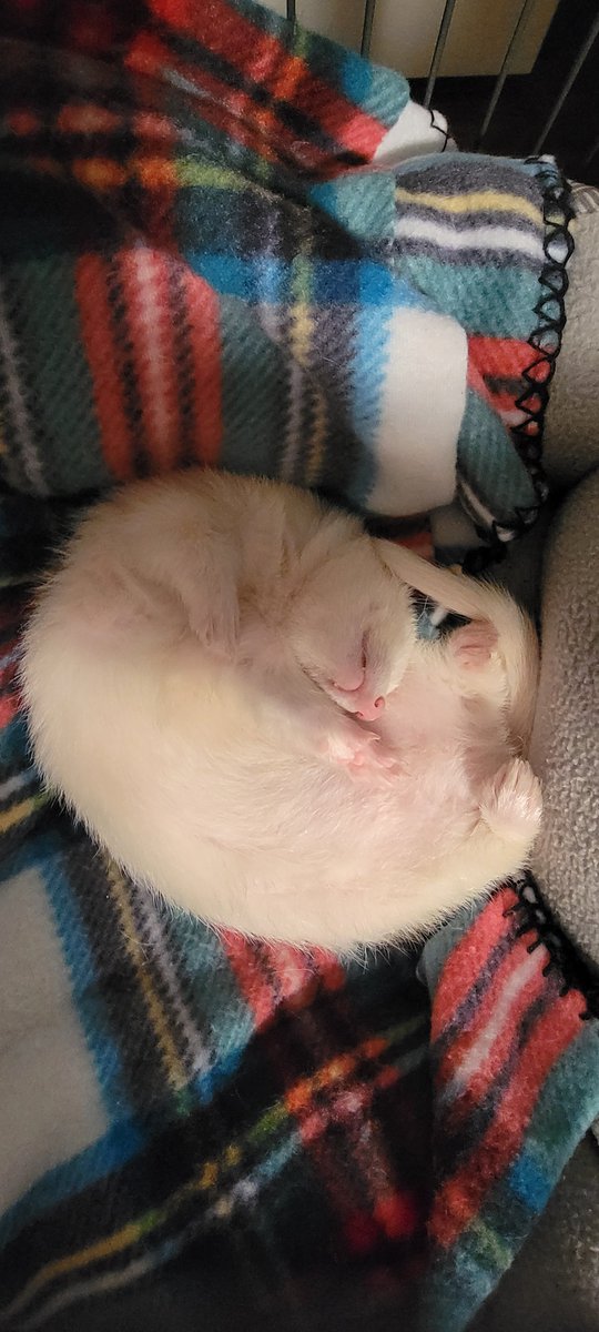 TomGreenOffical's tweet image. Wonder what he's dreaming about?