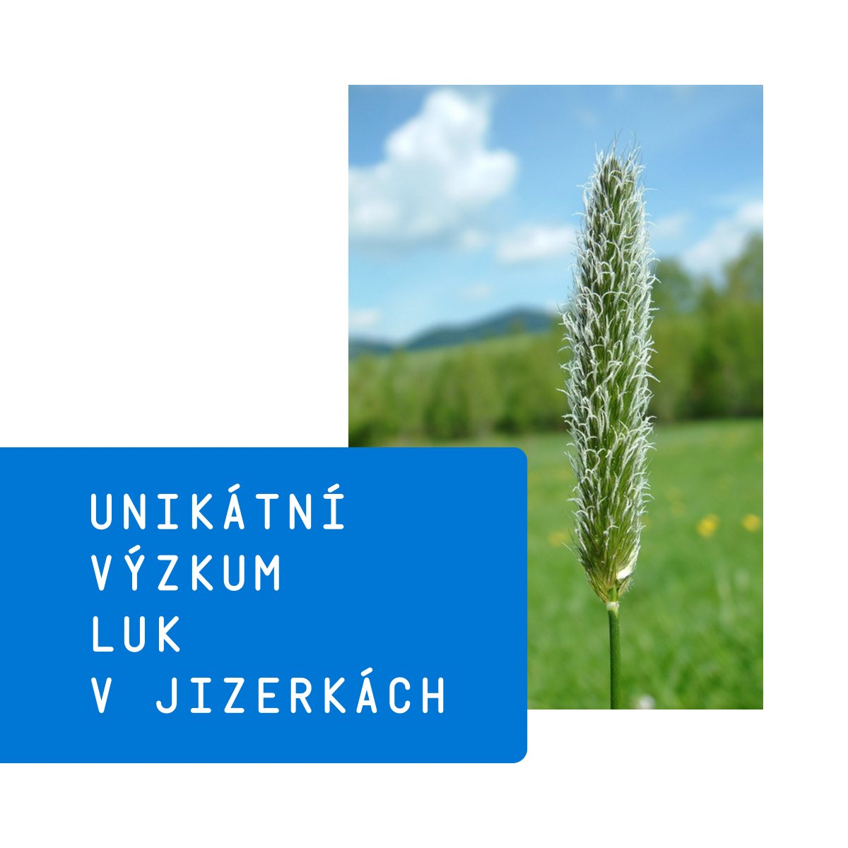 FPTUL's tweet photo. 🌾 Unikátní dlouhodobé výzkumy luk v Jizerských horách převezme od Výzkumného ústavu rostlinné výroby (VÚRV) naše Katedra biologie a ekologie. Tým povede vedoucí katedry Vilém Pavlů, dosavadní vědecký pracovník VÚRV.
Více na T-UNI: https://t.co/5rhXJW1v7T https://t.co/HmPx2Rv0yM