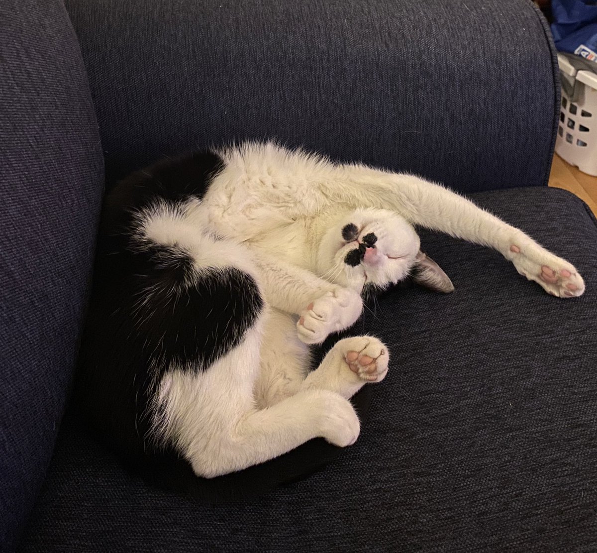 eyy a whole new couch for Moo Moo Monday?? don't mind if i do, boss