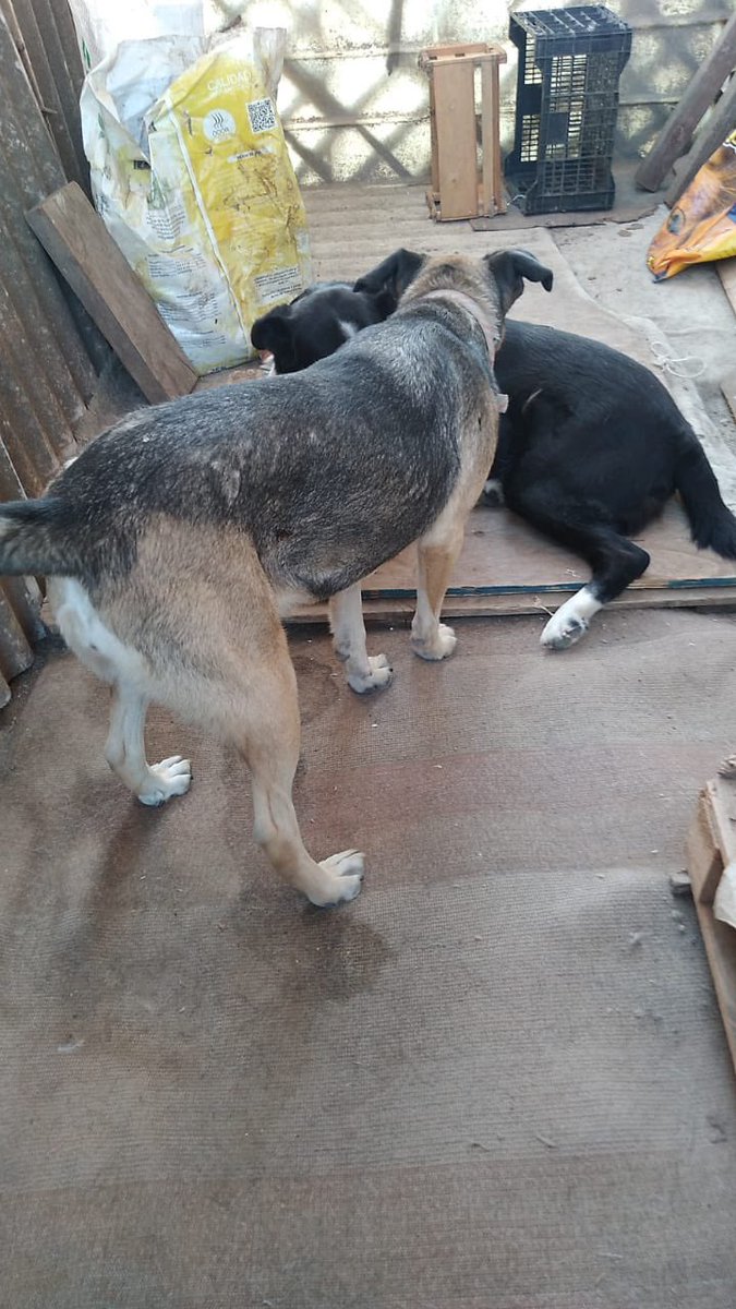 YourMajestyTaem's tweet photo. DIFUNDIR ‼️
las perritas de una tía se perdieron durante la evacuación y aún no las encuentra, cualquier información de agradece.
Se perdieron en los alrededores del paradero 10 achupallas, villa independencia.

#Valparaíso #incendio #Vina #MascotasIncendio https://t.co/eEkANBpHb7
