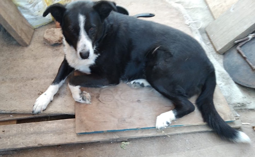 YourMajestyTaem's tweet photo. DIFUNDIR ‼️
las perritas de una tía se perdieron durante la evacuación y aún no las encuentra, cualquier información de agradece.
Se perdieron en los alrededores del paradero 10 achupallas, villa independencia.

#Valparaíso #incendio #Vina #MascotasIncendio https://t.co/eEkANBpHb7