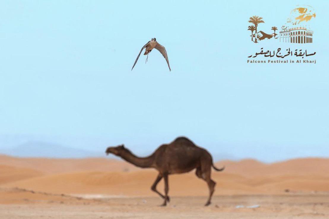 Toq_12's tweet photo. #صورة 📸 |
تزامن مع  #عام_الإبل_2024   الصقر 🦅 في صورة عابرة  بـ #مسابقة_الخرج_للصقور .

#الصقور 
#الخرج 

@alkharj2024 https://t.co/y5DofEpPjI