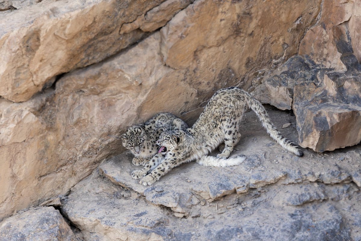 Ismail Shariff tweet media