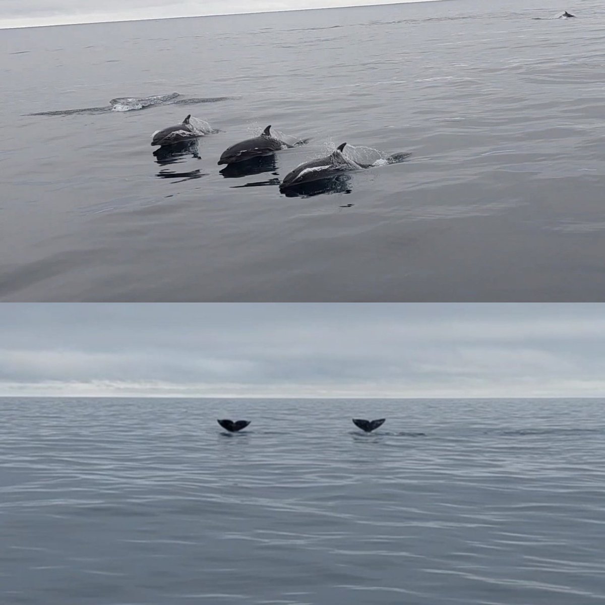 Had an amazing week of science at the Gordon Research Conference Robotics 2024 in Ventura, California! @GordonConf Inspiring talks and plenty of time for discussions. Of course also making new friends and watching some whales and dolphins!