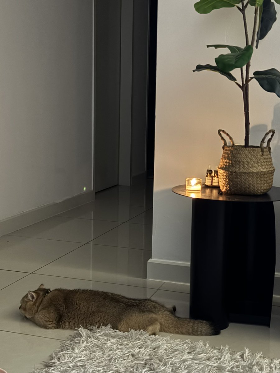 aliaffauzi's tweet photo. “syg, kita ada bela berudu ke?”

“syg, i got you a new carpet bulu”

Suami i serious random everytime our kucing tidur leper macam tu. Masalahnya memang leper pun tauu 😭😩 https://t.co/hc0Hn4nY6a