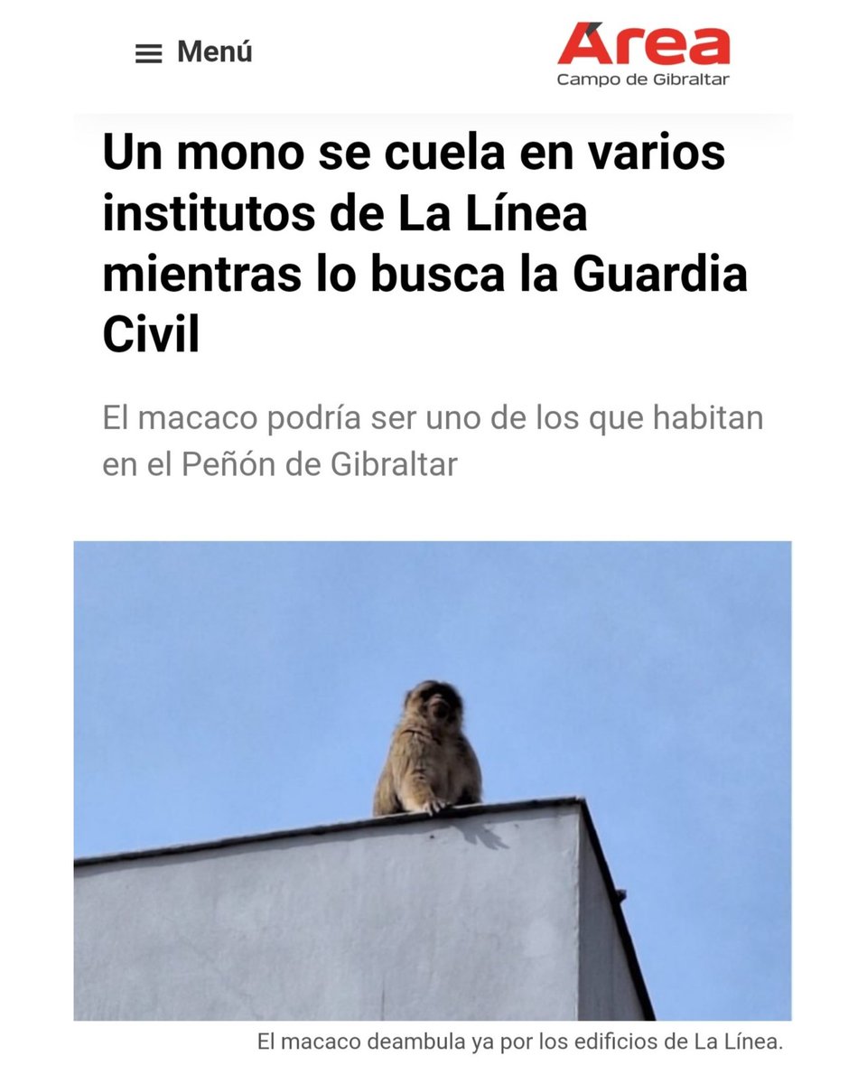 malacarasev's tweet photo. UN MONO DE GIBRARTA HA VISITADO HOY VARIOS ISTITUTO DE LA LINEA PARA COMPROBA SI SE CUMPLE ER REGLAMENTO VIGENTE https://t.co/hQW2pF8d8U