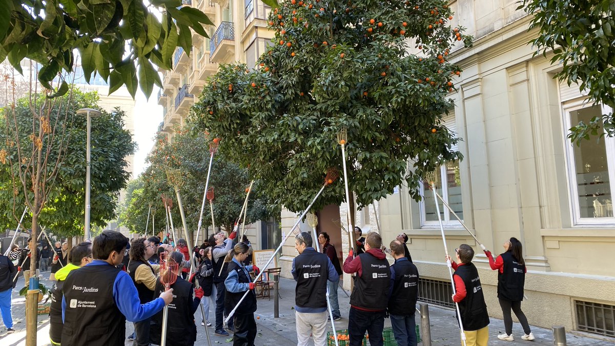 Bcn_Eixample's tweet photo. L'Eixample se suma a la iniciativa #BarcelonaEspigola!
Una cinquantena de persones voluntàries de #Fasia, #Paidea i #CAEBernadette, coordinades per @espigoladors, han collit aquest matí les taronges amargues dels passatges de Mercader i Domingo, al barri de la #DretaEixample. https://t.co/QiOA1MfQnQ