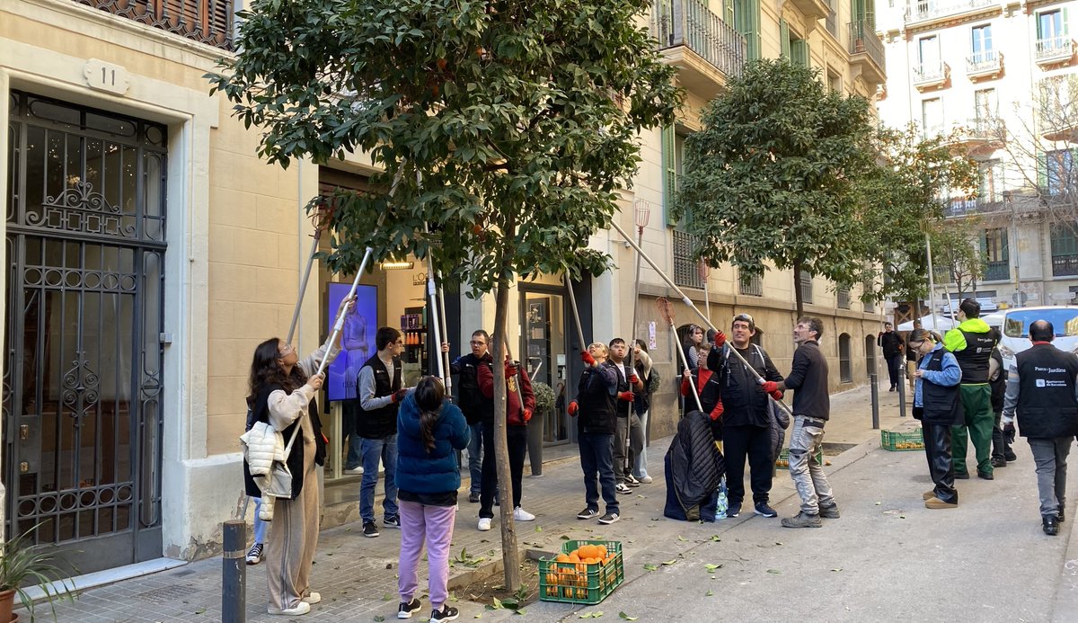 Bcn_Eixample's tweet photo. L'Eixample se suma a la iniciativa #BarcelonaEspigola!
Una cinquantena de persones voluntàries de #Fasia, #Paidea i #CAEBernadette, coordinades per @espigoladors, han collit aquest matí les taronges amargues dels passatges de Mercader i Domingo, al barri de la #DretaEixample. https://t.co/QiOA1MfQnQ
