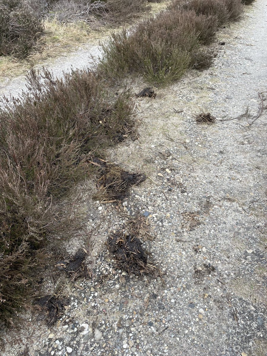 Waarschijnlijk mag niemand het weten maar het lijkt erop dat er weer vaste mest op de heide wordt gebracht. Na 40 jaar geen onderhoud en achteruitgang! Na kalk en mineralen nu eindelijk dan mest. 
#wezijnopdegoedeweg
#realistischekijkopdenatuur
#boerenzijnnietdeoorzaak