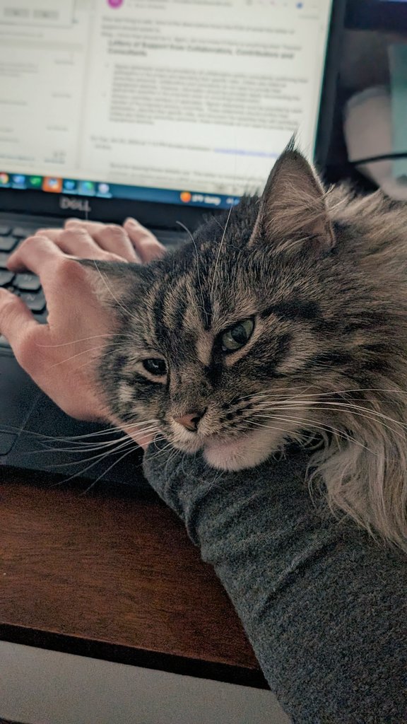 kimberleydbruce's tweet photo. I tried to work on sunday, but I have a girl cat #girlcat #ishouldbewriting #clawdia https://t.co/Z6IDRjkcsP