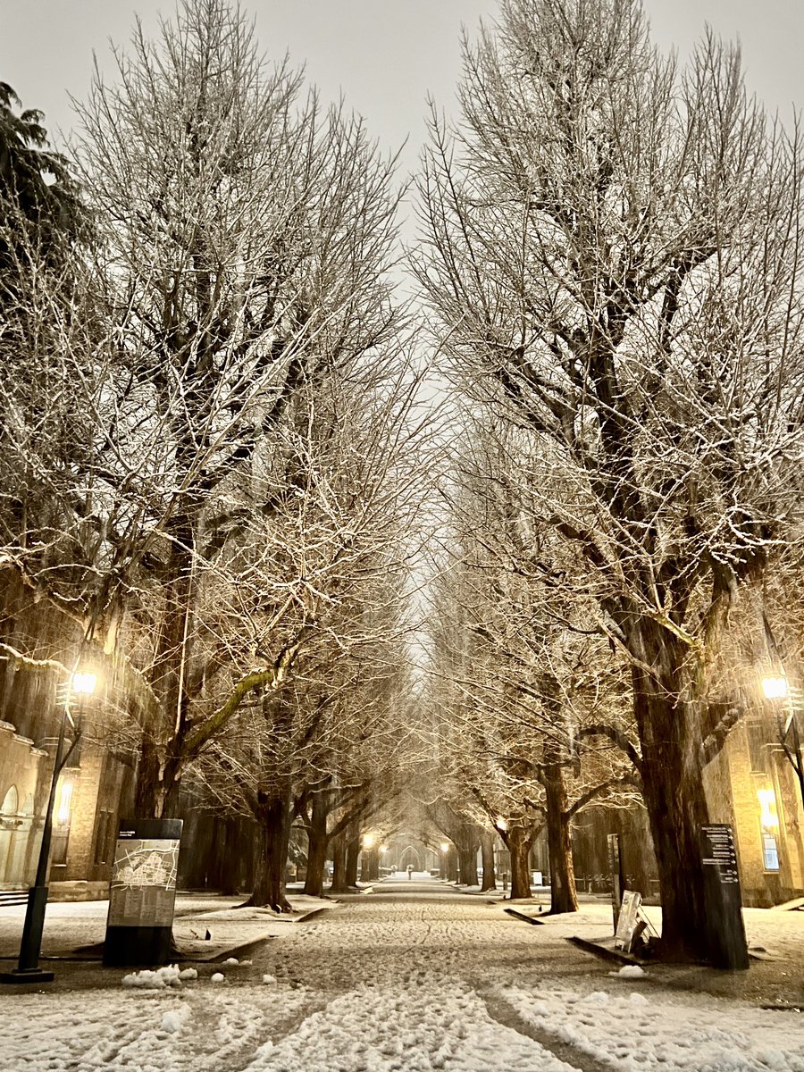 UTokyoUkulele's tweet photo. ���京大学×雪
幻想的❄️✨ https://t.co/v3z3ssJN21