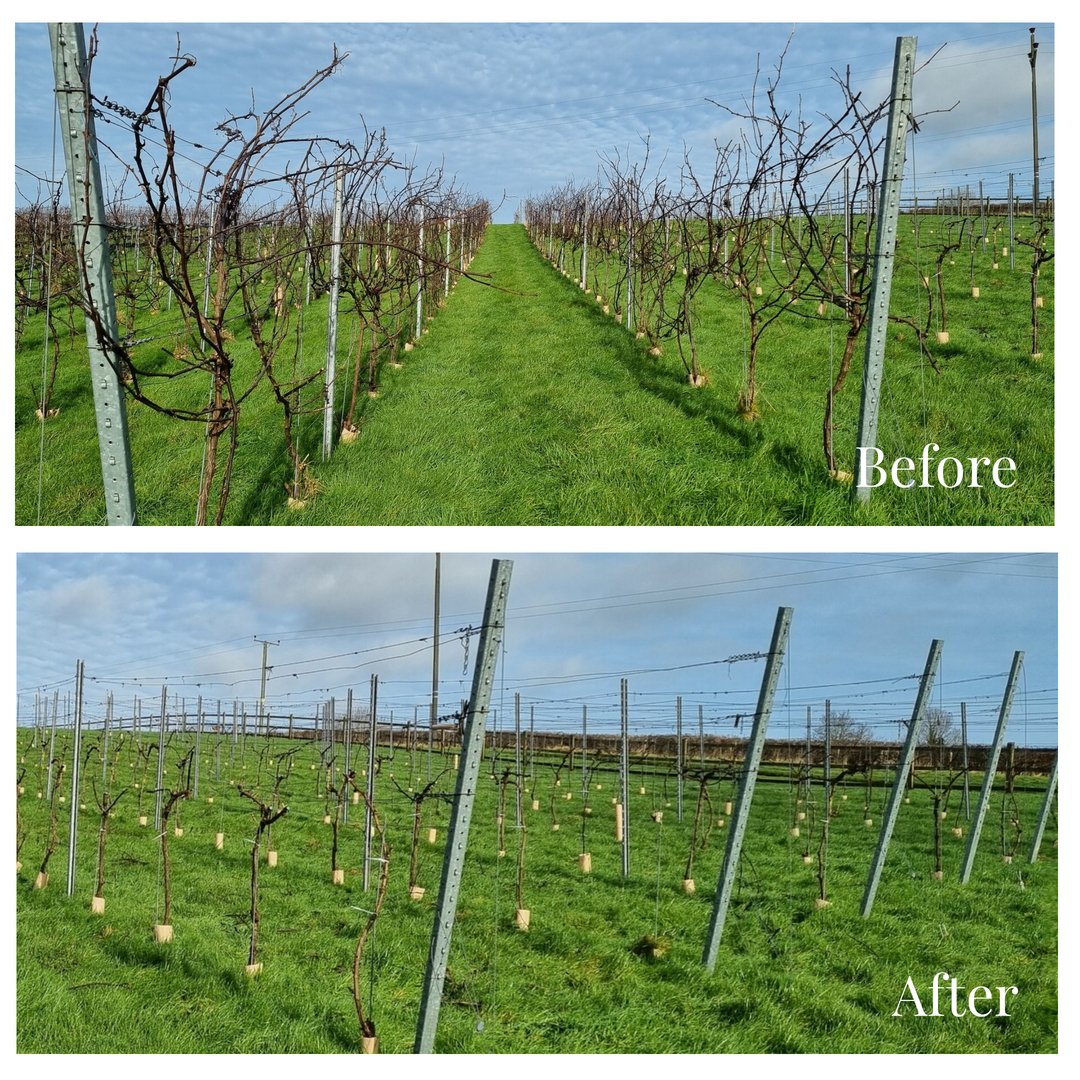 VennValley's tweet photo. Lats week we managed to take advantage of a brighter day.... and what a wonderful day to be out.  The sun was shining and the birds were singing.  Here's the before and the after of some pruning progress! 
#northdevon #englishvineyard #jobstodo https://t.co/efadLQZ1pp