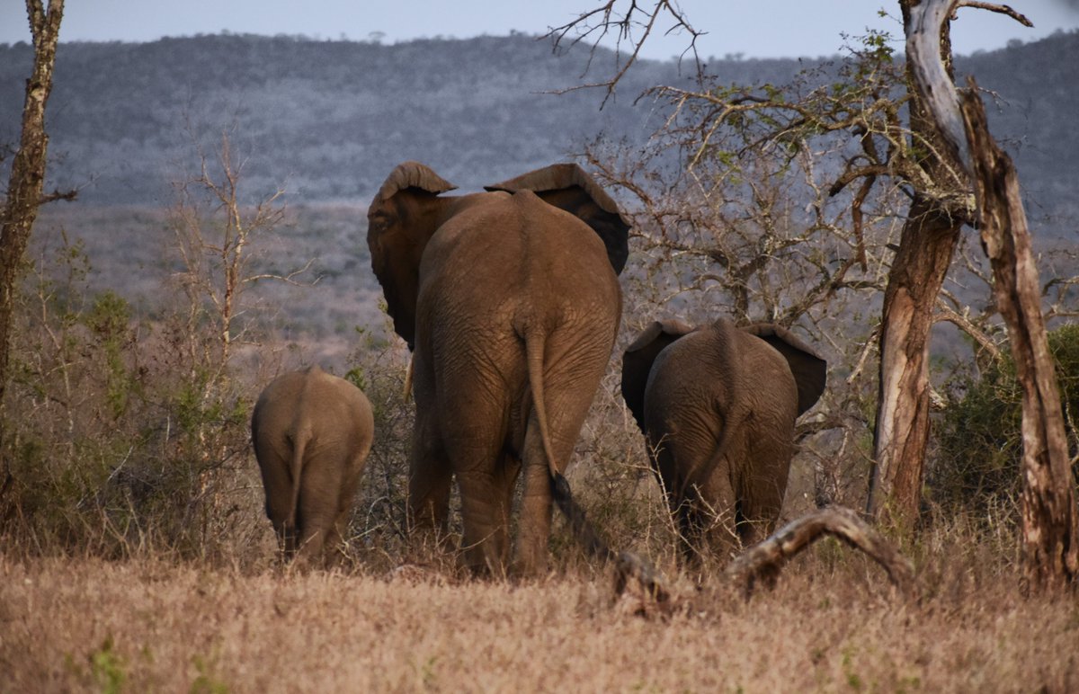 wildlifeact's tweet photo. The variation of the bush on the southern section of the Hluhluwe-iMfolozi Park offers volunteers at Wildlife ACT's iMfolozi project excellent and varied game viewing opportunities - all in the name of conservation!

Learn more here: https://t.co/IlJF9wrknm

Photos: Zoe Phillips https://t.co/9E8I0rYUL5