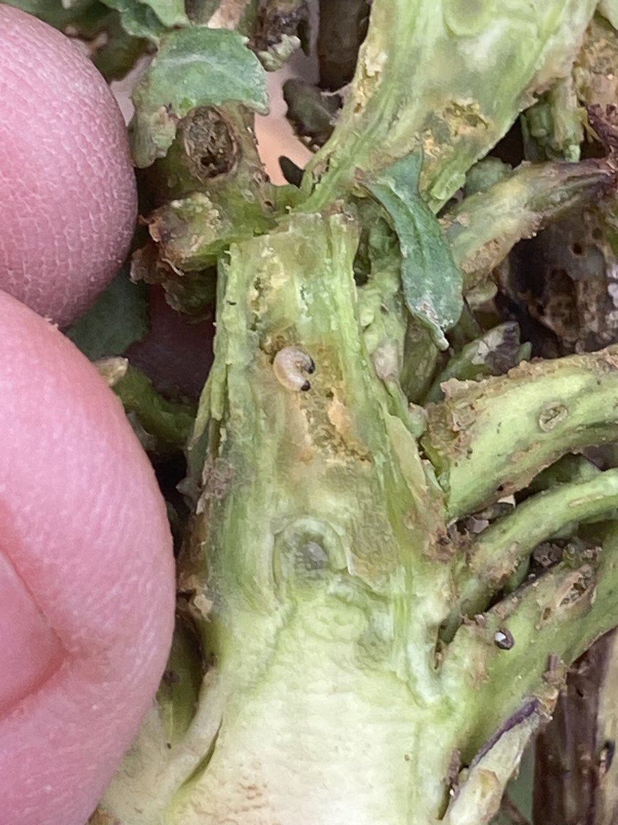 OlivierCOSTE2's tweet photo. J’ai eu ce matin @BONNIN1402 au📞,
une #Agriculture des plateaux et de la zone à la grosse #altise 🪲#SuperKdr.
J’ai mis mes👢et j’ouvre les pieds avec l’aide du 🔪.
Seras-tu @laurentjung54 avec nous et les équipes de @terresinovia,au #TDP #Colza prévu le 8/02 dans l’#Yonne ? https://t.co/vCJwoptcL8