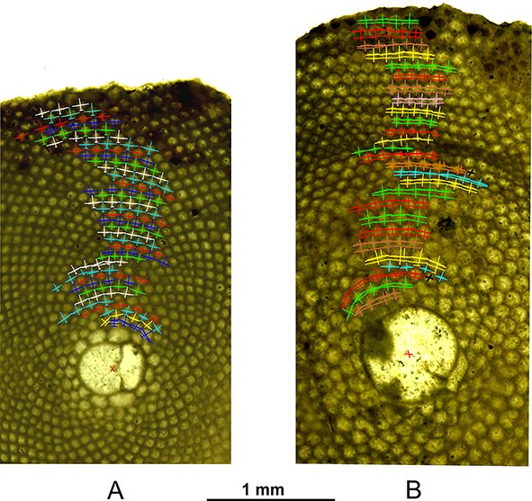 NHM Journal of Systematic Palaeontology tweet media