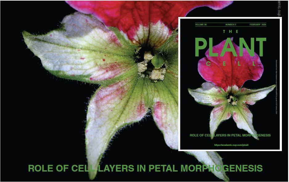 The February 2024 issue of The Plant Cell is now online! <a href="/ASPB/">ASPB</a> <a href="/OxUniPress/">Oxford University Press</a> buff.ly/3GvIUT4 #PlantSci
