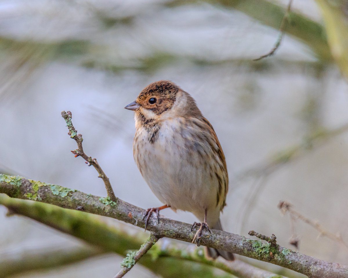 judevincy's tweet photo. Reed Bunting
#birds #DUCK #birdphotography #BirdTwitter #birding #birdwatching #BirdsOfTwitter #photographychallenge #artshare @RSPBMiddleton @Natures_Voice @RSPBNews #reedbunting https://t.co/n1Br93ph9u