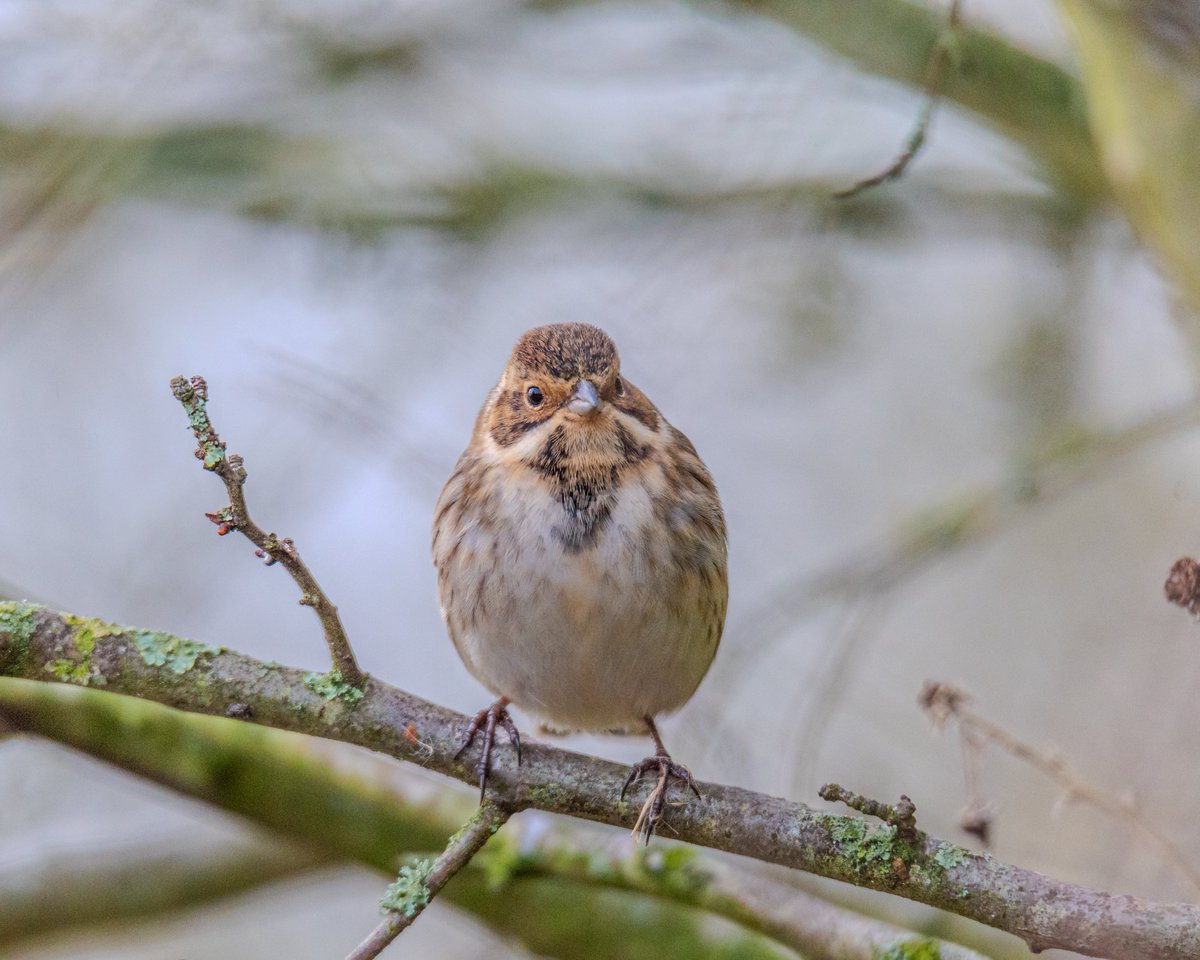 judevincy's tweet photo. Reed Bunting
#birds #DUCK #birdphotography #BirdTwitter #birding #birdwatching #BirdsOfTwitter #photographychallenge #artshare @RSPBMiddleton @Natures_Voice @RSPBNews #reedbunting https://t.co/n1Br93ph9u