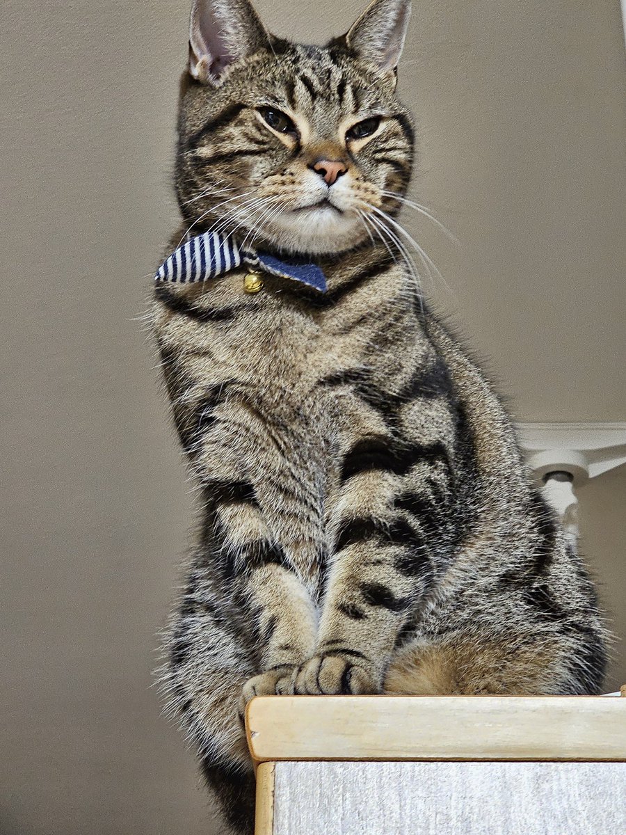 roy_cutecat's tweet photo. 高いところが大好きなロイ😂✨

#猫 #猫がいる幸せ #猫好きさんと繫がりたい #アメリカンショートヘア https://t.co/wC3t0RNYUp