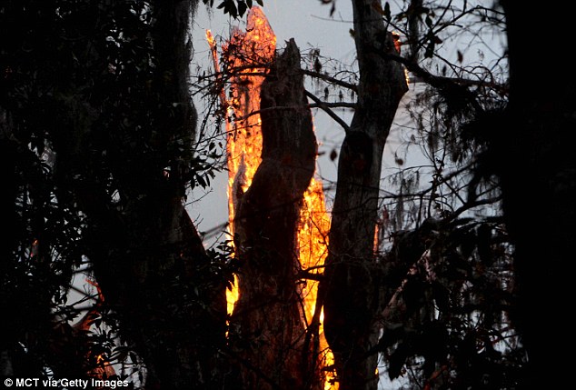 frnwhcom's tweet image. #arson #CulturalSignificance #EnvironmentalConservation #historicalPreservation #History #Legacy #MOoverstreet #Memorial #NativeAmericanHeritage #naturalLandmark #CalvinCoolidge #Seminole #ThePhoenix #Timucua #frnwh #TheSenator

frnwh.com/2024/02/the-se…