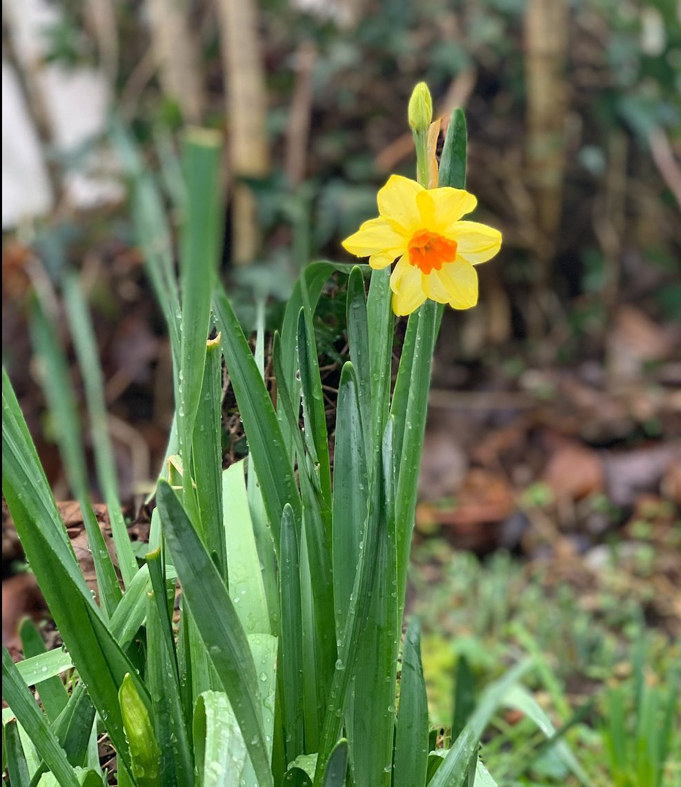 I love #Imbloc, the ancient Celtic tradition which marks the halfway point between the Winter Solstice and the Spring Equinox. It’s time to embrace the lighter days and rejoice in the tender shoots pushing through the soil; the little signs that spring will soon be here 🌼 🌱 💚
