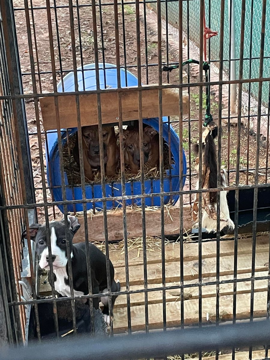 TheHumaneCenter's tweet photo. 🚨Dogfighting Ring "Key Figure" Captured! 🚨
The Iredell County Sheriff’s Office has successfully apprehended a man accused of playing a major role in a dogfighting ring spanning North Carolina and South Carolina!
#animalfighting #animalfightingisthepits #fightact https://t.co/pDCoevRqBS