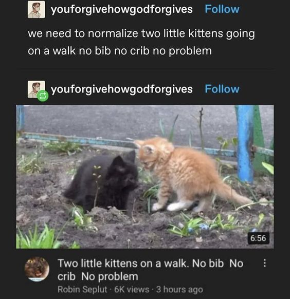 ShowYourCat's tweet photo. https://t.co/x1vcxd4Q9K