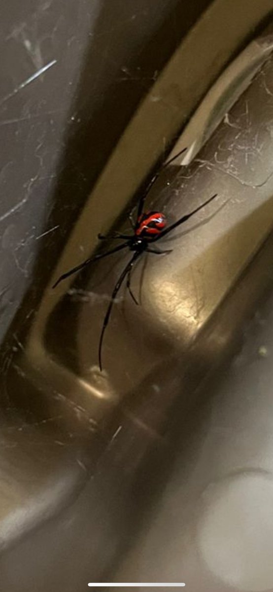 diegogtm94's tweet photo. @Arachno_Cosas, buen día! Encontré esta araña debajo del bebedero de mis perros , es de importancia médica ? https://t.co/tapcEEweIv