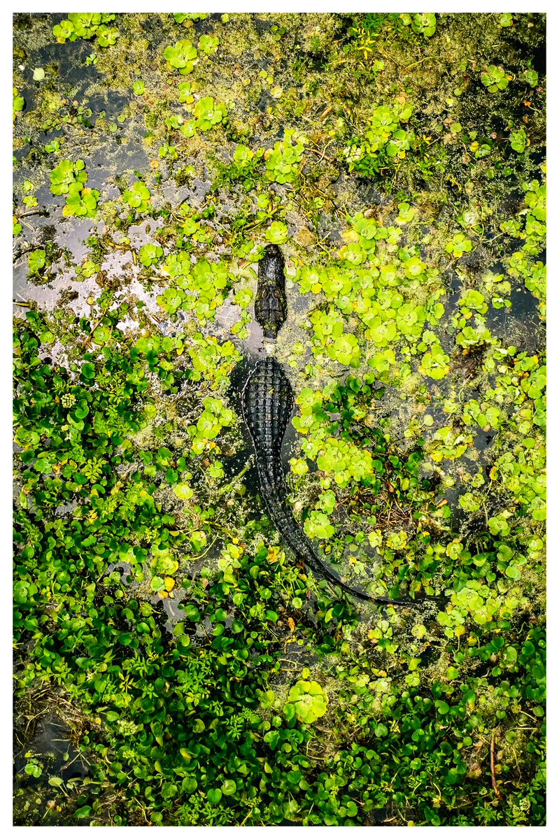 Lurking. North Florida.