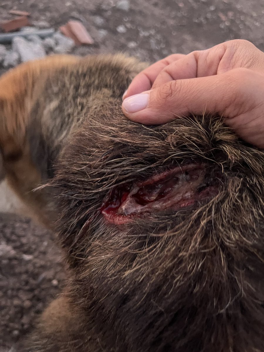 carolinapinoc's tweet photo. Vamos trasladando una perrita comunitaria d Stgo con feo corte en cuello… 😞 https://t.co/mXQ7uECFvc