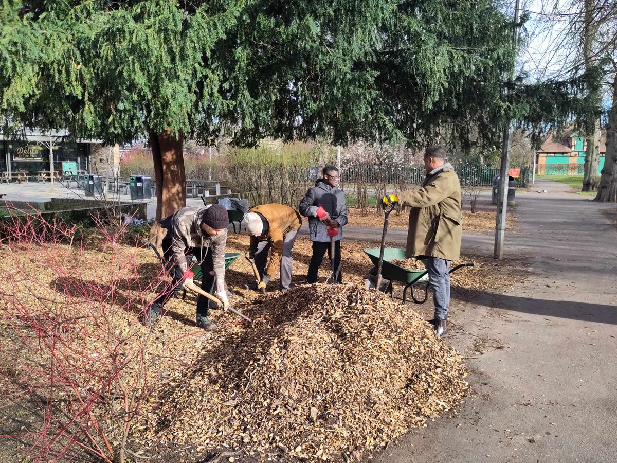 The Lloyd Park Green Gym helping out with some woodchipping near the cafe! Woodchipping has many uses, preventing undesirable plants from taking over flower beds and other growing spaces as well as providing valuable nutrients to the soil and beneficial mycorrhizal fungi!