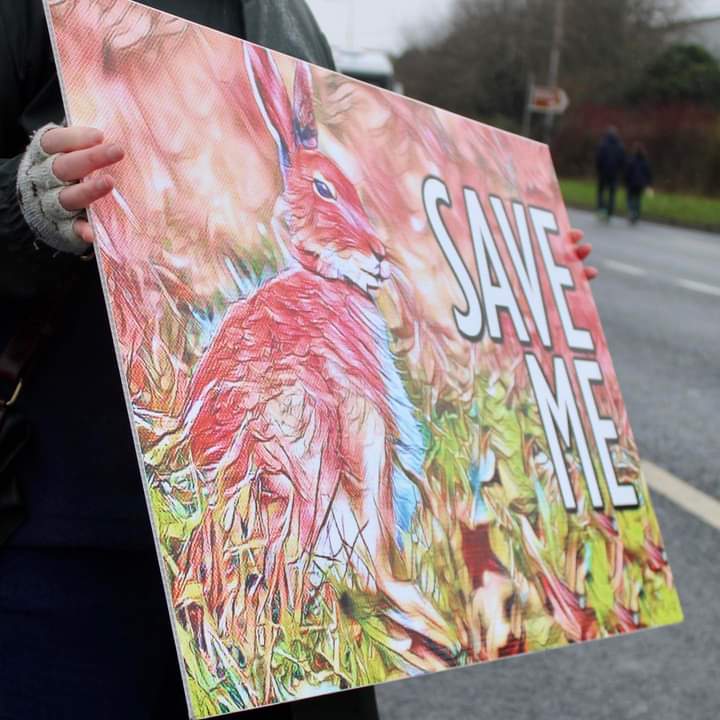 Robert The Greyhound tweet media