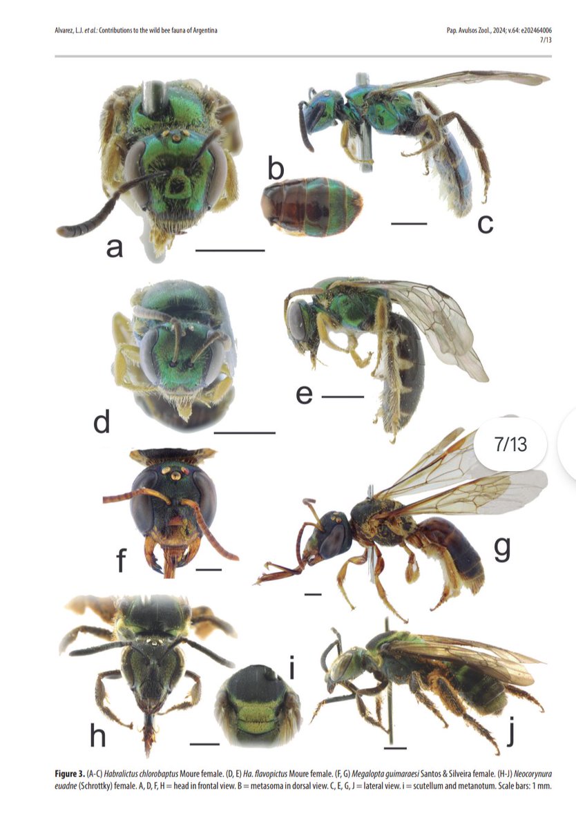 ¡Nuevo artículo!

researchgate.net/publication/37…

.
#Argentina #entomologia #abejas #abejassilvestres #wildbees #insectos #insects #polinizadores #pollinators