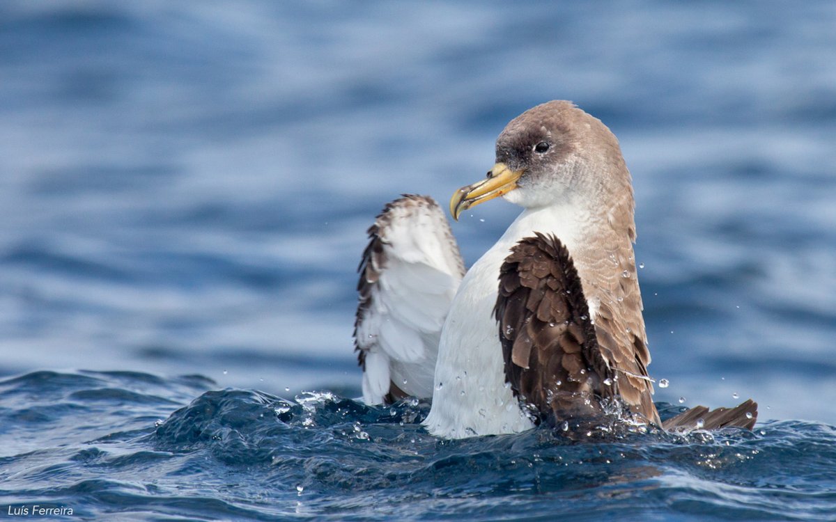 Registration for #CoimbraSeabirds is now OPEN 👐 We hope to see as many of you as possible at our conference in Coimbra which will be from the 2-6th September 2024 ☀️ To register: ucpages.uc.pt/events/coimbra…