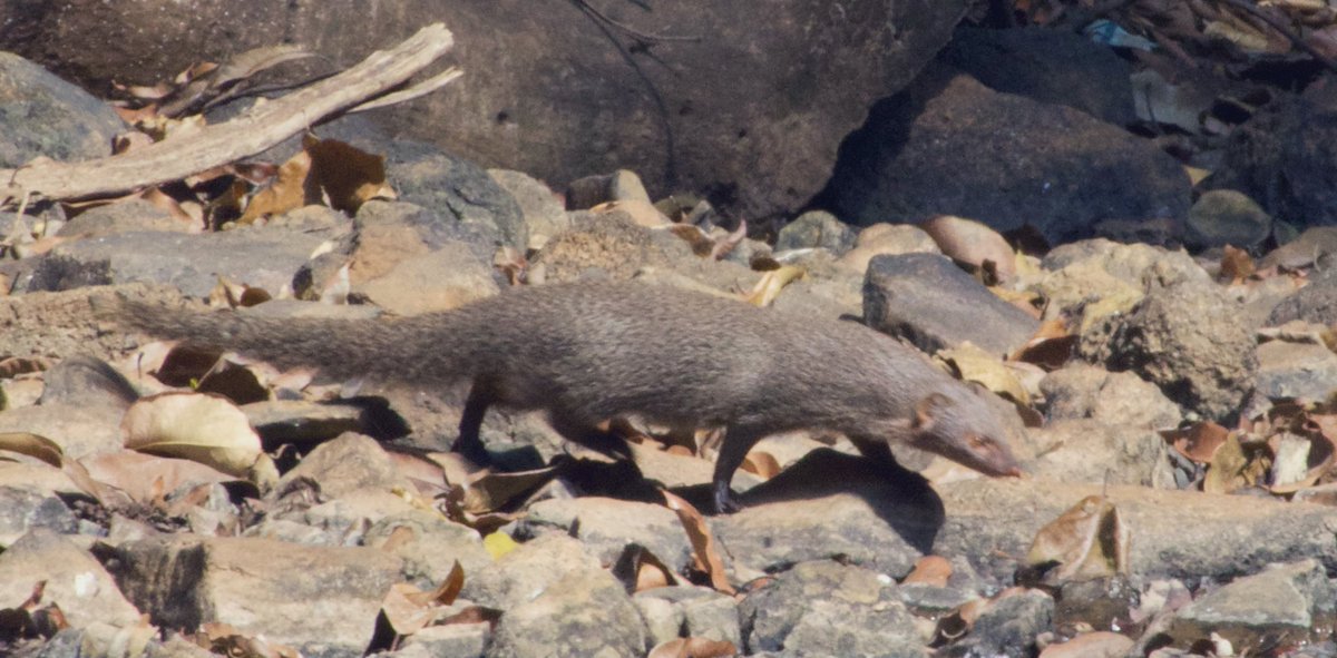 SahirDoshi's tweet image. In the final days of Pratidin Prani, hit me that we hadn’t covered one of the most common and urban mammals in India. I scrambled to get a photo of one running across a rockbed while birding in Goa.
Unless I’m mis-ID-ing a ruddy?
INDIAN GREY MONGOOSE!
#IndiAves #MammalMonday