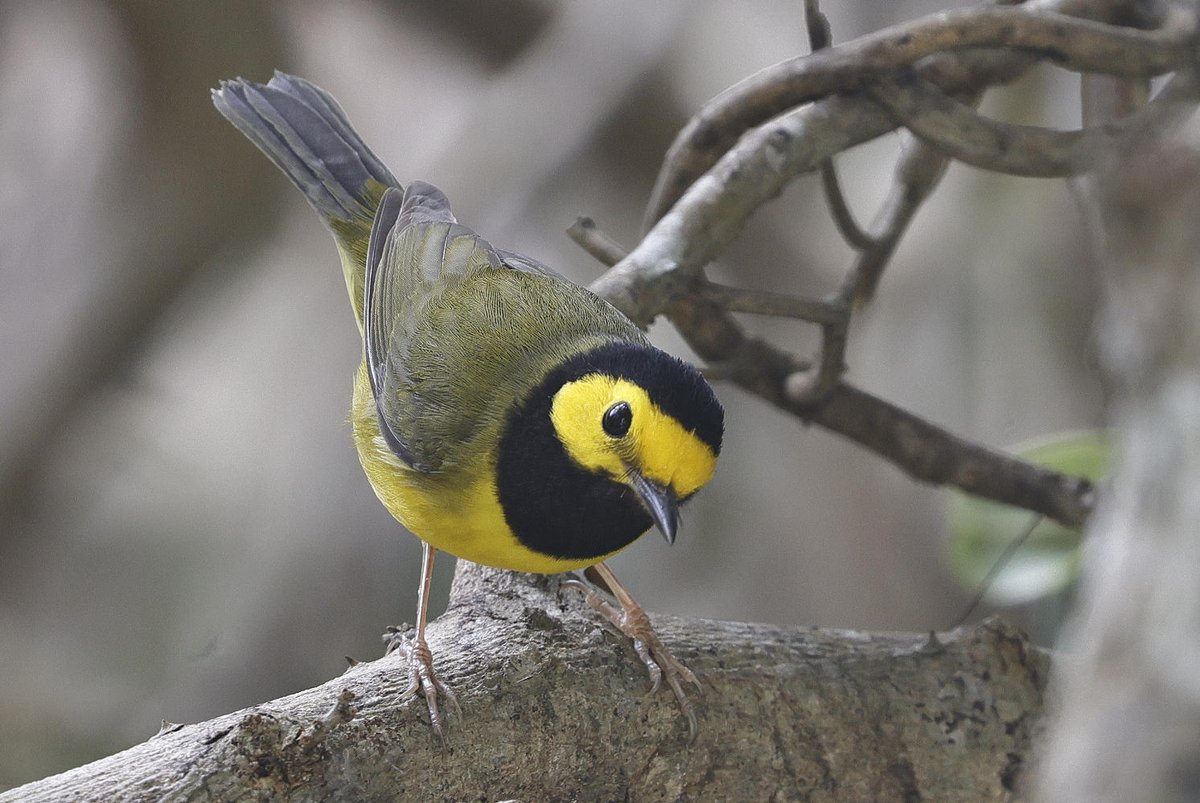 Along with Yellow-throated, Hooded Warbler was the commonest wood warbler we saw in our Yucatan week. This one would come to us when we sat on our balcony, they don't do this in NS!.