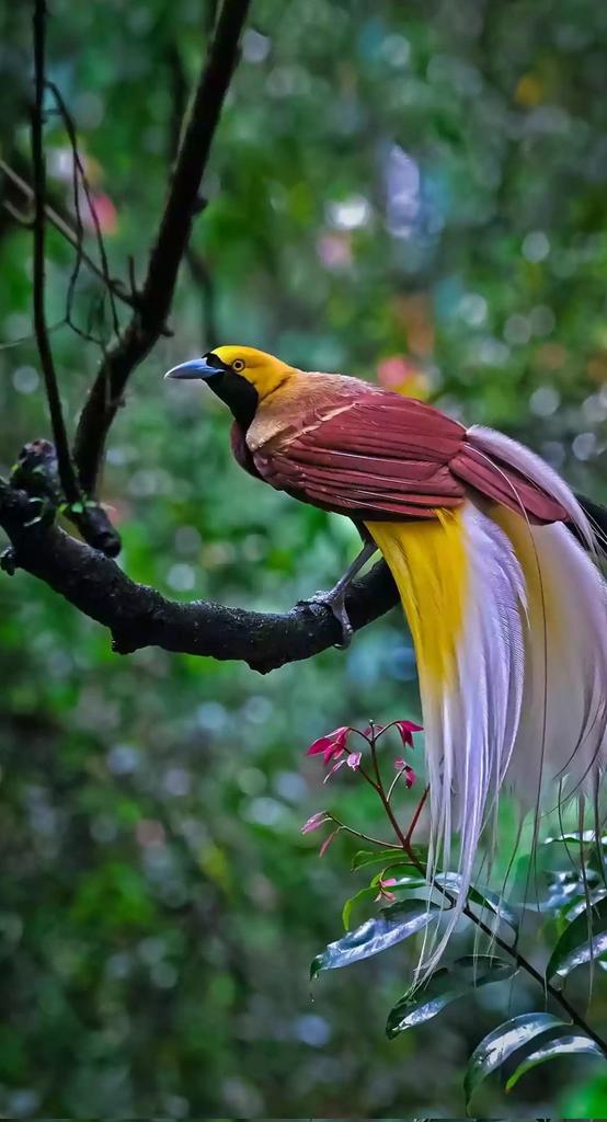 Nature is beautiful... Bird of paradise....