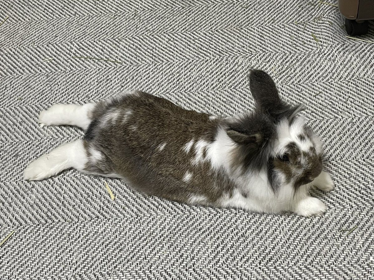 毎日うさぎ落ちてる