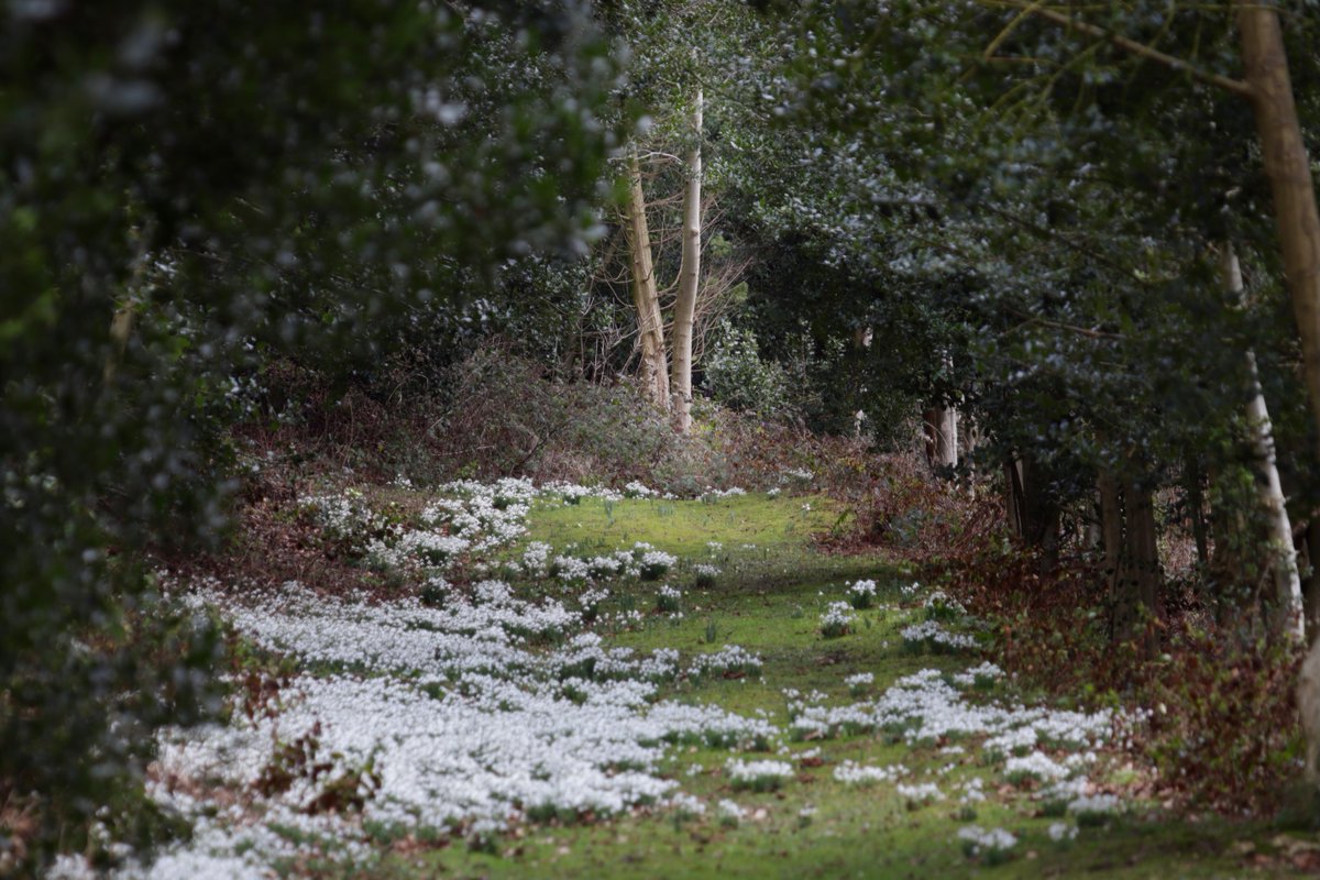 visitampleforth's tweet photo. Fr Ambrose took these amazing photographs of Monks' Woods (located on the hillside above the Abbey) covered in snowdrops 😍
#AmpleforthAbbey #SnowdropSeason #NaturePhotography #Snowdrops https://t.co/20AzVL1qAN