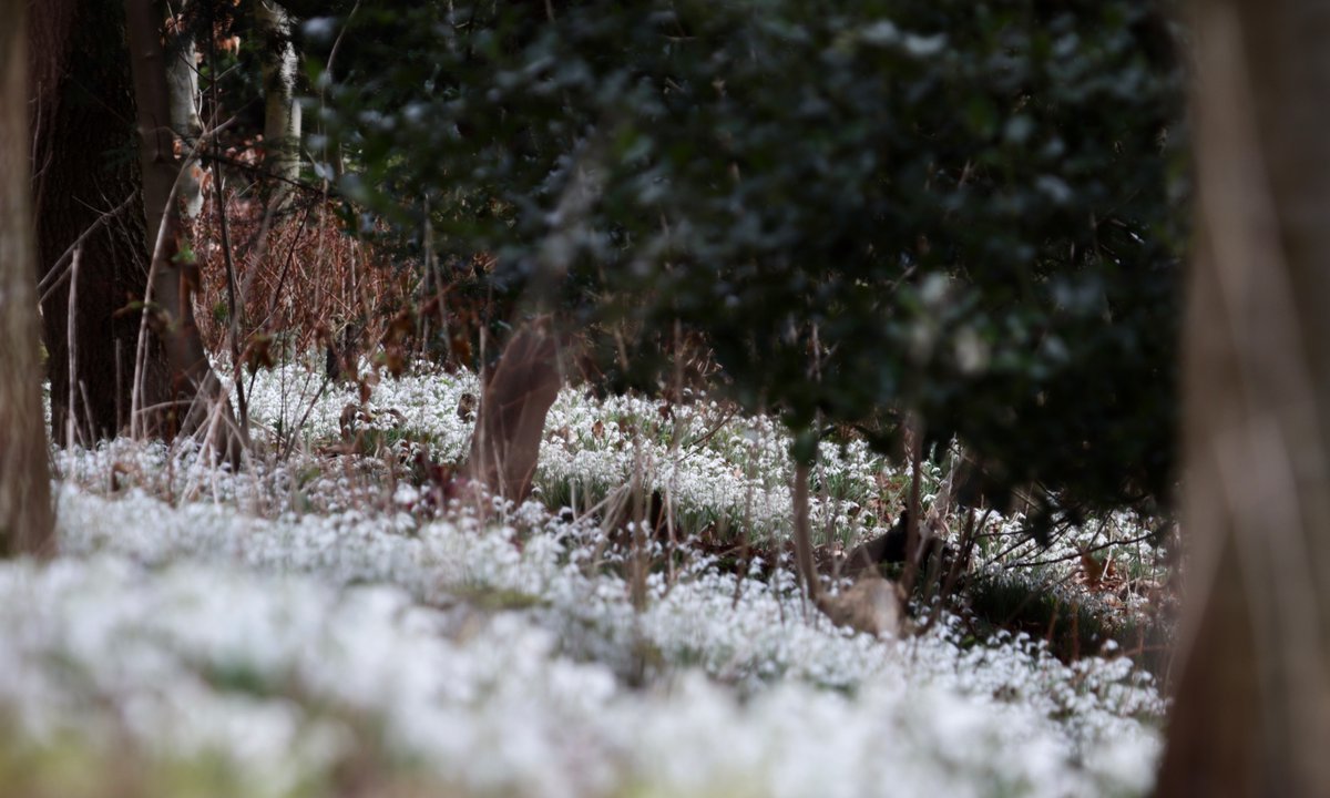 visitampleforth's tweet photo. Fr Ambrose took these amazing photographs of Monks' Woods (located on the hillside above the Abbey) covered in snowdrops 😍
#AmpleforthAbbey #SnowdropSeason #NaturePhotography #Snowdrops https://t.co/20AzVL1qAN