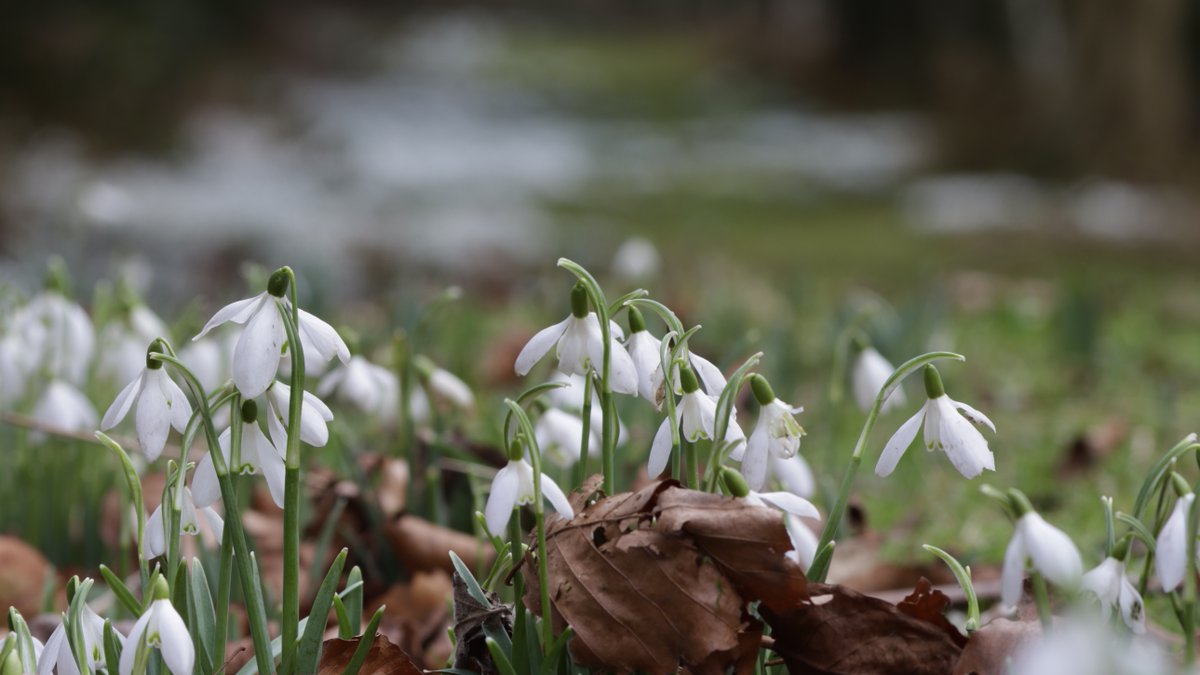 visitampleforth's tweet photo. Fr Ambrose took these amazing photographs of Monks' Woods (located on the hillside above the Abbey) covered in snowdrops 😍
#AmpleforthAbbey #SnowdropSeason #NaturePhotography #Snowdrops https://t.co/20AzVL1qAN