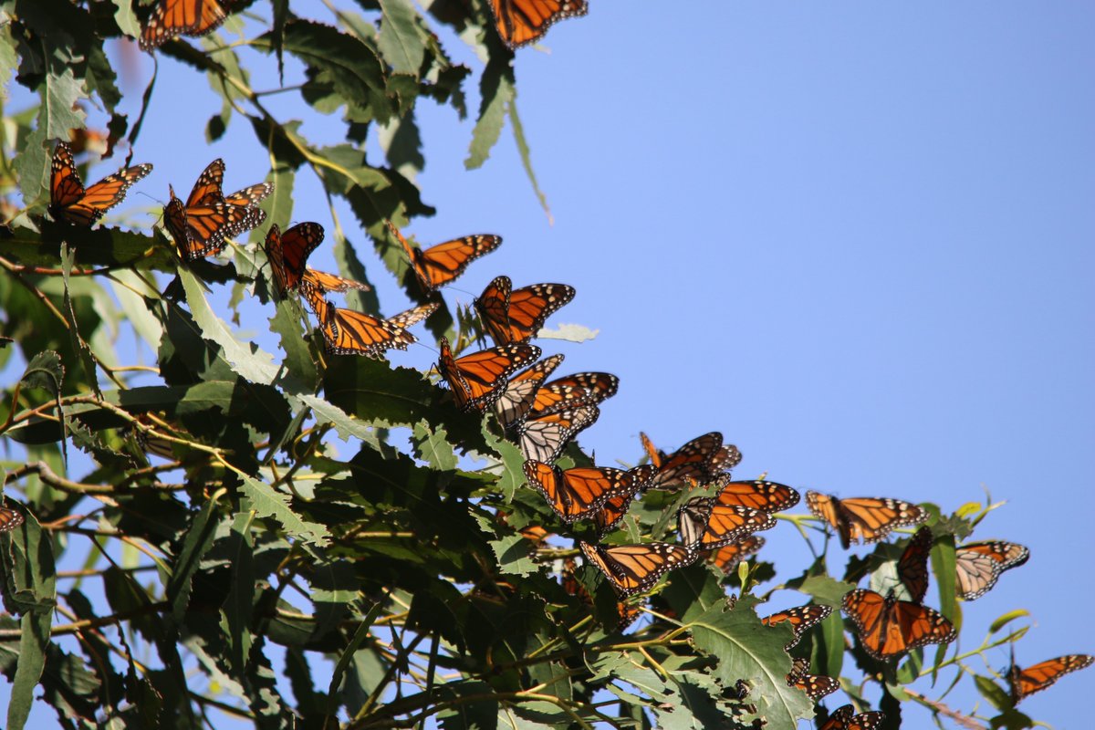 🦋 It's #WesternMonarchDay 🦋 The latest survey from @xercessociety indicates just 233,394 butterflies were counted for the 27th Western Monarch Thanksgiving Count, which is a 30% decline from 2023. 📉 Read more 📲: ow.ly/p5Te50QwM4Y En español 📲: ow.ly/29YA50QwM4Z