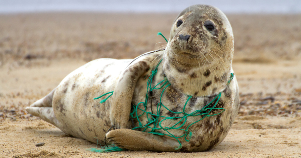 pescanova_usa's tweet photo. It's #NationalRecyclingDay. Did you know that first we were the first company in the seafood industry to use plastic waste that has been collected on beaches and coastal areas to transform it into packaging?

#sustainability #recycling #recycle https://t.co/h2Uylni3jP