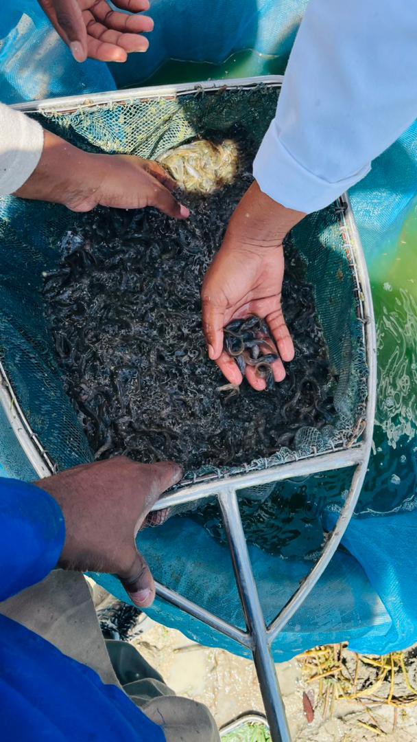 MFMRNamibia's tweet photo. DID YOU KNOW? You can buy fingerlings (baby fish) from our Aquaculture centers. Tilapia for 20 cents and Catfish for 30 cents per 5 grams. 

Pictured: Catfish production at Onavivi Inland and Aquaculture Center. https://t.co/s3KcDtAmzP