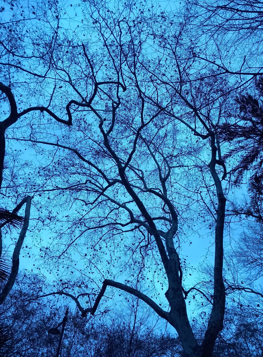 Sonag2000's tweet photo. Winter's morning on Avenida da Liberdade in Lisbon, Portugal #Lisboa #lisbon #Portugal #Travel #traveling #travelphotography #travelblogger #travelb #WINTER #inverno #azores #trees #baum #Baume https://t.co/utgEcreTok