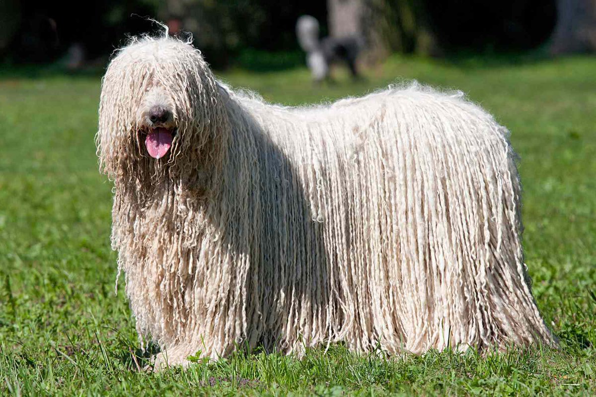 cvntling's tweet photo. No one cares. But this is my Banhammer Inspo . Stupid fucking Mop Doggy https://t.co/8VaMi5JSPt