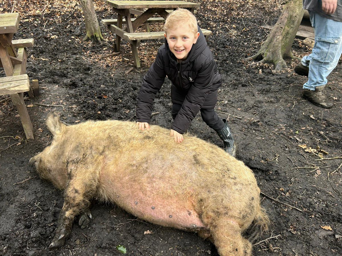 leianKJ's tweet photo. Jude had a fab time @PigsInTheWoods this weekend, they’re his favourite animal and he loved learning all about them, giving them lots of tickles and feeding them  @MPSClass6 @MapplewellSch https://t.co/Y44PQnZnYt