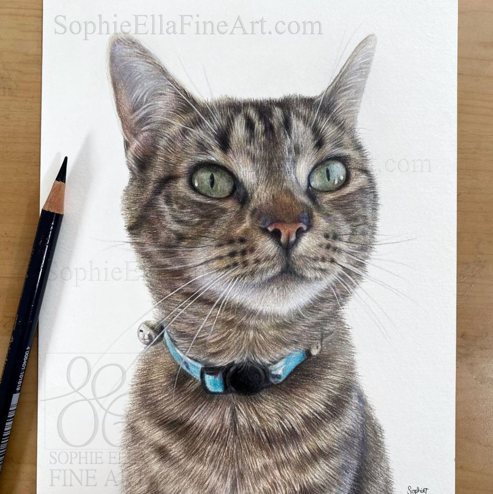 SophieEllaArt's tweet photo. My finished 6x8" pet portrait of a lovely bright eyed and alert looking cat called Tiggy! I completed it back on November. https://t.co/gEscXFEWke #petportraits #petportrat #giftideas #catportrait #colouredpencilart #petportraitartist #colouredpencilartist #realism https://t.co/5jbOzKKBnl